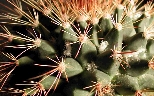 Mammillaria melanocentra var. euthele (1).jpg